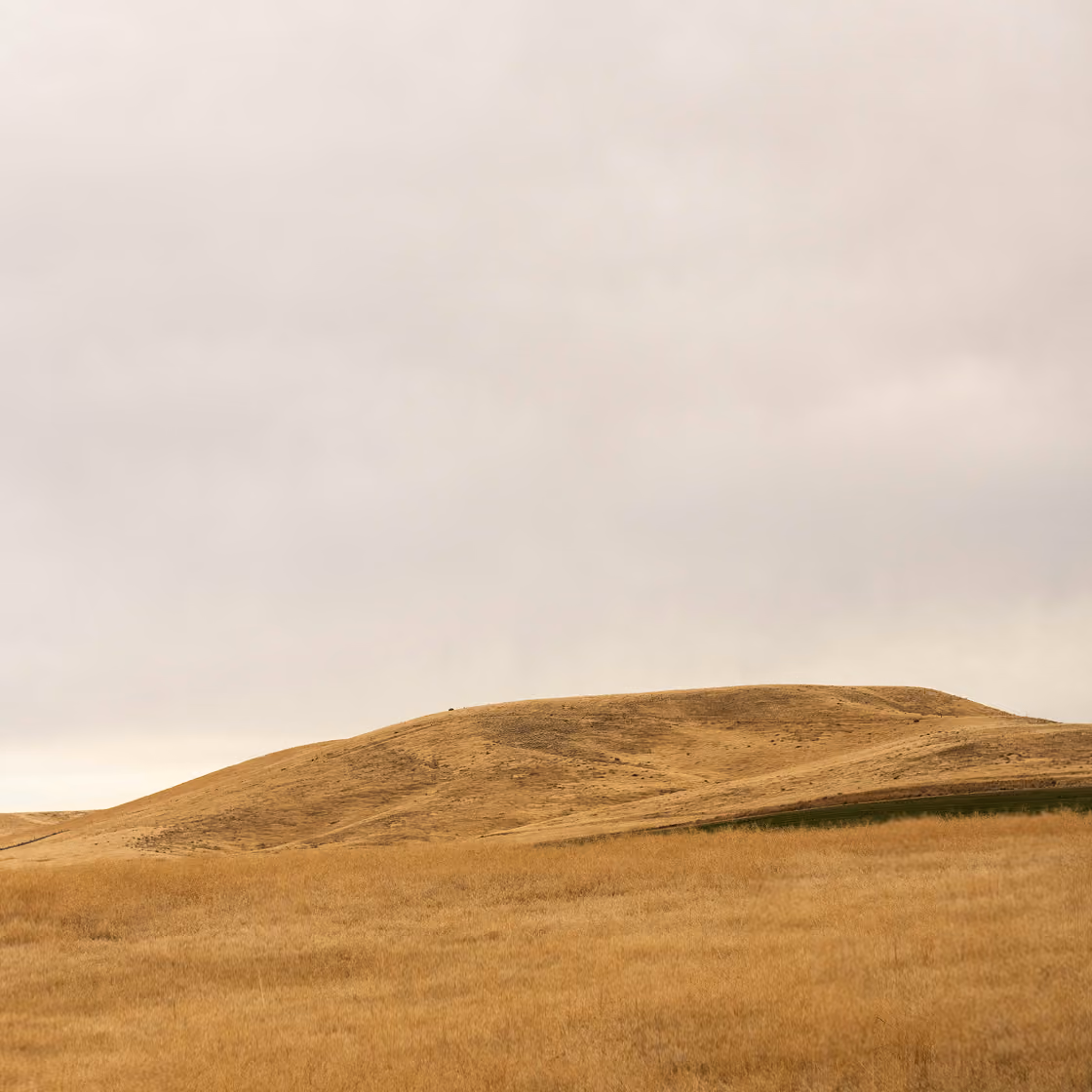 Rolling hills covered with dry golden grass under an overcast sky.
